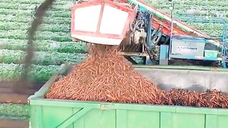 Pakistani farming