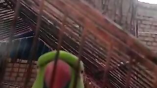 Parrot whistle and talk