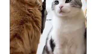 Best New Funny Video latest funny 2023