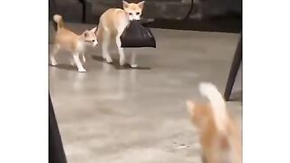 New Best Video Funny and cartoon latest 2023