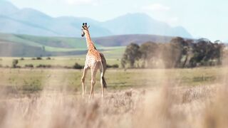 Cute Animals Stock Footage - Cute Animals Free Stock Videos - Cute Animals