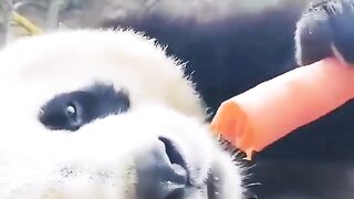 Panda eating