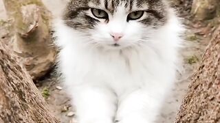 Cute Cat Video.. #fabspot # Video #Animals