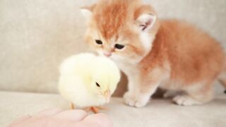 Kittens walk with tinny chicken