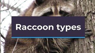 Raccoon types