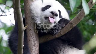 istockphoto-1140537703-640-adpp-is.