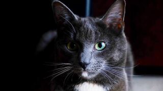 CUT CUTEY CAT VIDEO 2023