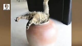 10 AnimalsTakeTheir