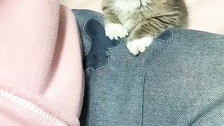 Cat funny