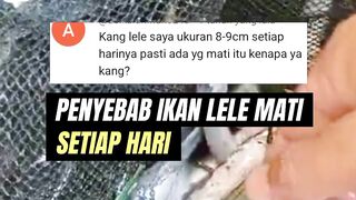 Penyebab ikan lele MATI setiap hari