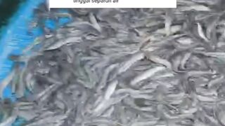ganti air kolam itu KURAS total atau disisain setengah