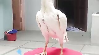 Shamo Chicken Teenage