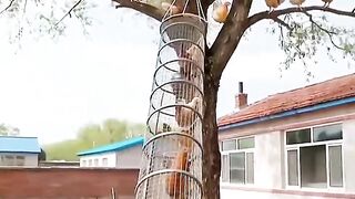 Hen tree