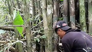 House OF Bamboo