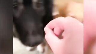 Funny dogs