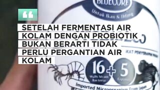 Fermentasi dengan probiotik bukan berarti gak perlu ganti air kolam