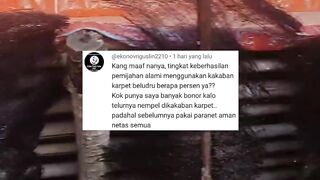 Bagus tidaknya PENETASAN telur lele itu bukan tergantung KAKABAN