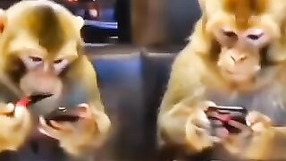 Funny Monkey