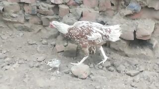 Aseel chicks