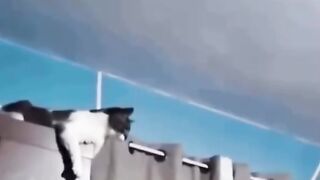 القط حركات