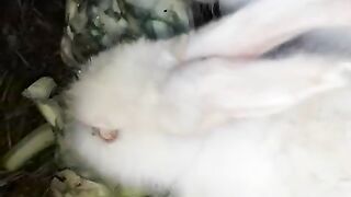 Cute rabbit