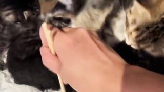 PENYUSUP DIANTARA ANAK KUCING