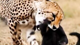 Wild Animals 2