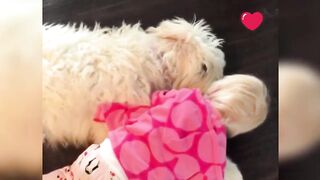 A Dogs Emotional Reaction to Seeing a Girl Walking After Years