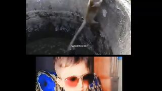 Bndar or cat