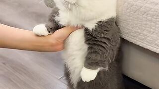 Cute cat gets scolded