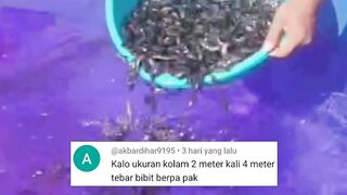 seratur-seratus lima puluh ekor per meter persegi Tebar segitu kapan KAYAnya
