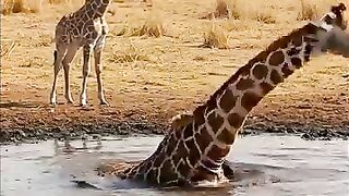 Elephants help to giraffe