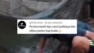 10 kolam PEMBIBITAN 5 kolam PEMBESARAN lele bisa panen setiap hari