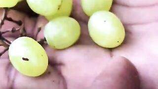 ОТГЛЕЖДАНЕ НА ЛОЗЕ В ГРАДСКИ УСЛОВИЯ