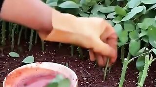 РАСТЕЖНИ РЕГУЛАТОРИ ПО ПРИРОДНА РЕЦЕПТА