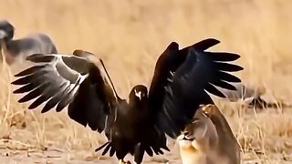 Lioness and Eagle