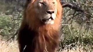Lion vs Baby Leopard