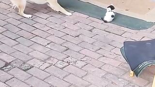A mother cat who is very protective of her kittens