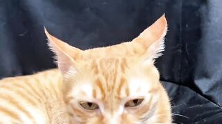 Ketika otak kucing gak singkron