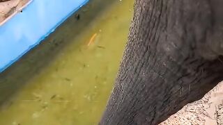 FUNNY ANIMAL