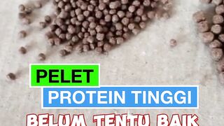 Disamping pakan PELET ikan lele juga butuh Vitamin