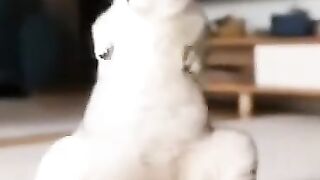 Cat kungfu moves