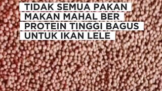 Pelet bagus protein tinggi tidak selamanya bagus untuk ikan lele
