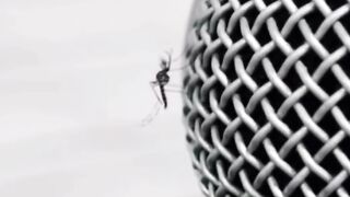 singing mosquito