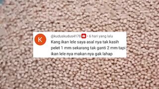 Ganti pakan PELET untuk ada prosedurnya tidak ASAL-ASALAN