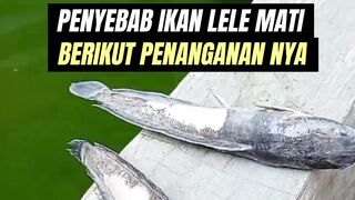 Gunakan cara ini jika ikan lele mati setiap hari