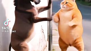 Funny cat tembok