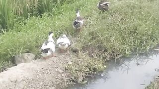 Beautiful duck