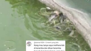 Sisi Negatif  Resiko dibalik Mudah  Simple nya budidaya lele sistem JaringKeramba