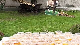 ФЕСТИФАЛЪТ НА МАМАЛИГАТА